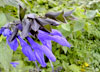 この花は何色だろう？