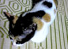 ネコの写真
