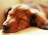 犬
