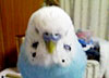 インコ