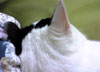 最近メタボな祖母家の猫