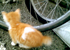 仔猫に出会いました♪