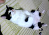 うちの猫、これでいいのか…