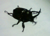 自宅に飛んできたカブトムシ