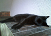 眠り猫