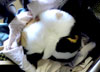 頭はどこ？