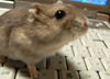 ハムステル仁吉です♪