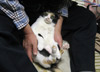 ネコの写真