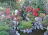 キレイな紅葉