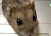 牛にバトンタッチですby仁吉