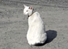 見返り美猫