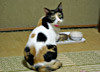 うちの猫はイカが好きです。