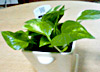 観葉植物を買いました♪