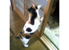 最近のウチの猫りん