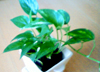 観葉植物
