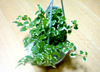 観葉植物のプミラ