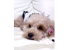 犬のりんちゃん