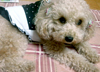 犬