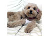 犬