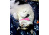 ネコの写真