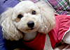 犬