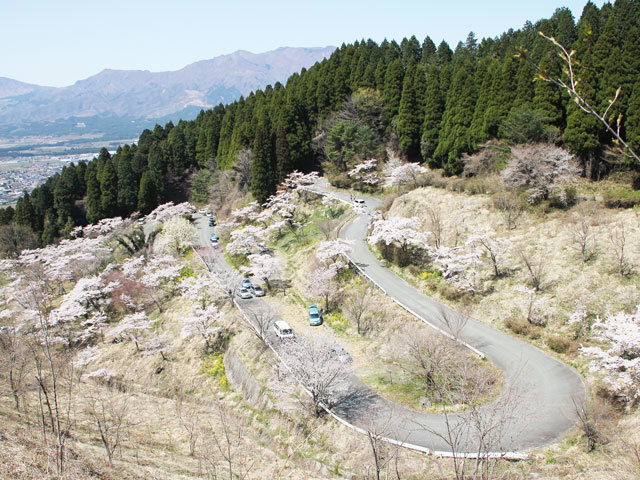 高森自然公園(高森峠千本桜)の写真