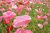 ☆桜草☆